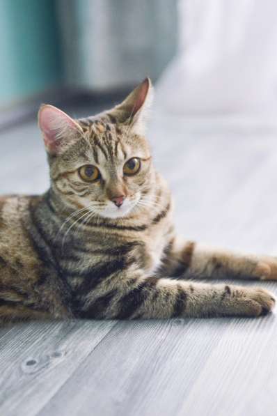 Кошка в добрые руки