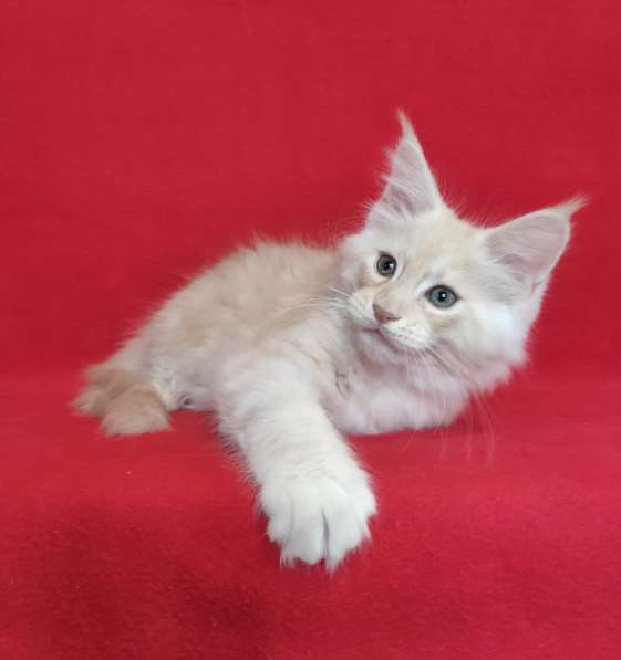 Котики мейн-кун из питомника в Владимире фото 22