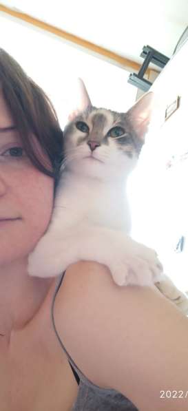 Котёнок подросток в добрые руки в Москве фото 5