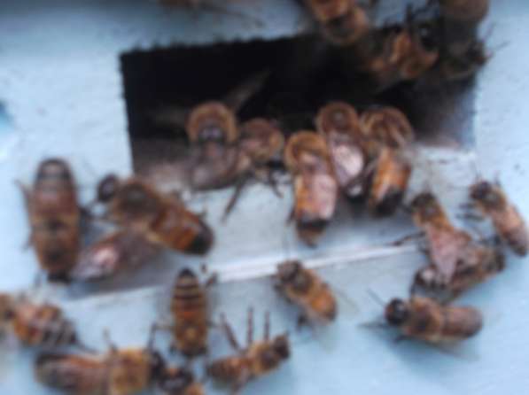 Пчеломатки Бакфаст в72 в60 в4 в366 в21 в фото 3