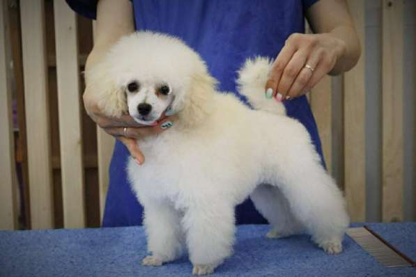 Puppies of the white toy poodle в 