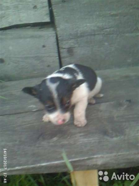 Отдам щенков дворняжки в Ленинск-Кузнецком фото 6