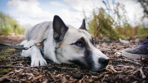 Суперактивная Халва в Москве фото 44