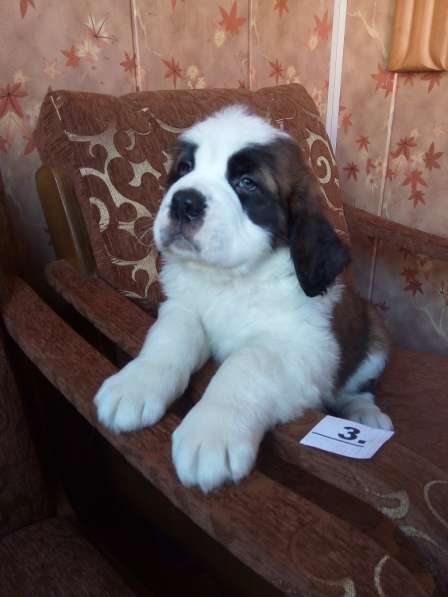Щенки сенбернара в фото 90