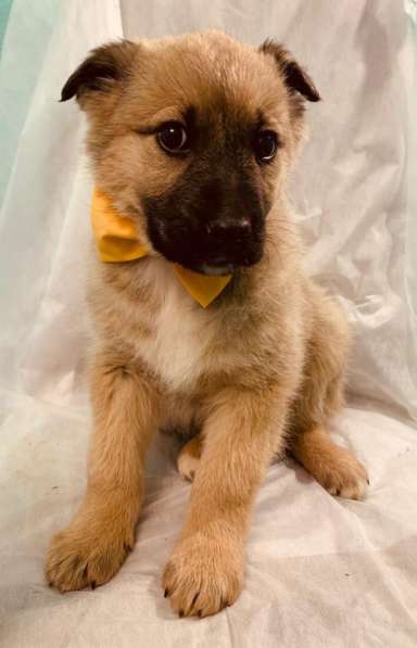 Лисички-сестрички! Рыженькие девочки ищут свои семьи! в Москве фото 7