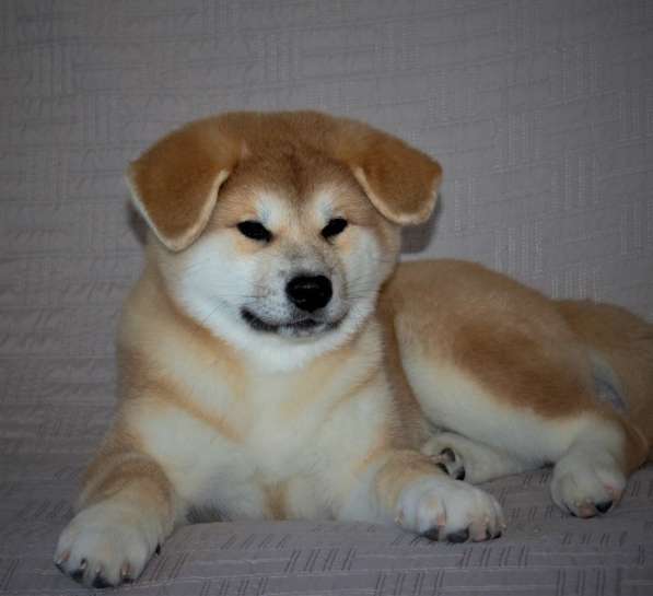 Щенки Акита-ину в Москве фото 9