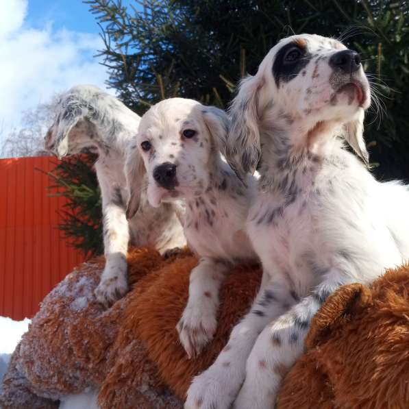 Английский сеттер щенки из элитного питомника в Москве фото 68