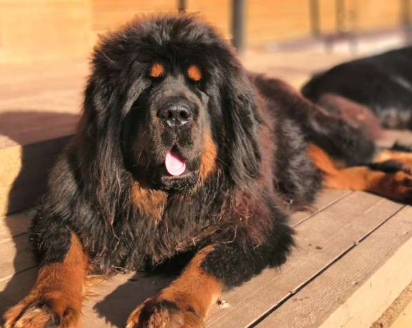 Щенки Тибетского мастифа. 100 Китай в Дмитрове фото 10