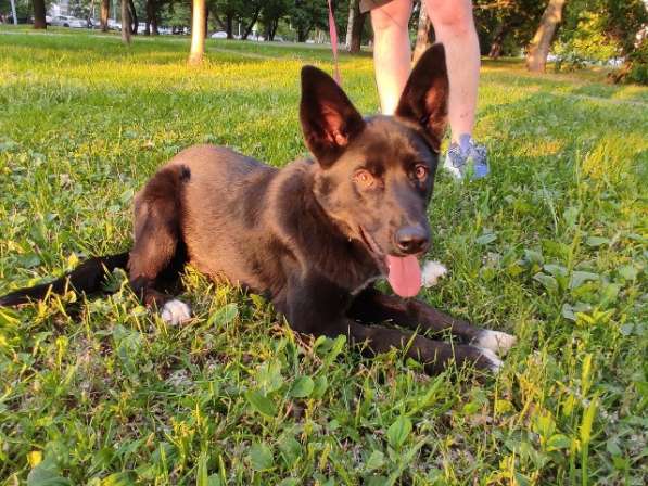 Веселая и активная щенок-девочка Тучка в добрые руки в Москве фото 3
