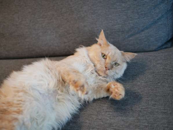 Кремовый котик Степа нуждается в любящем хозяине в фото 6