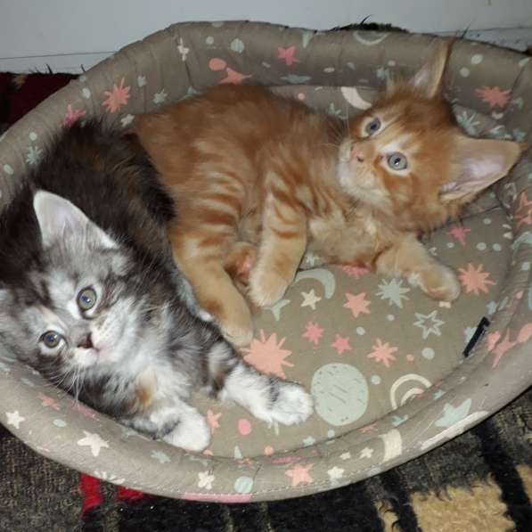 Котята Мейн-кун метисы в Наро-Фоминске фото 18