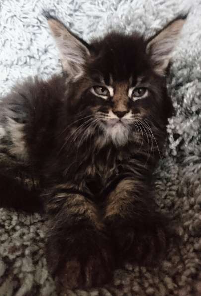 У вас ещё нет Мейн-куна? в Санкт-Петербурге фото 15