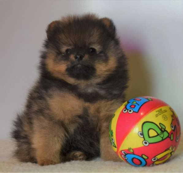 Красавчик в Москве фото 20