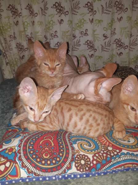 Сфинкс в Москве фото 8