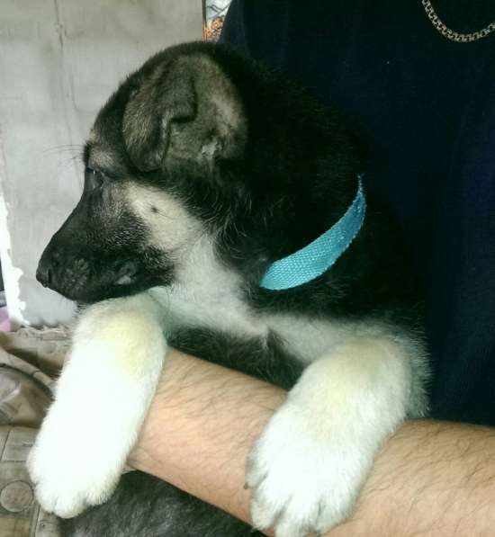 Продаются щенков ВЕО в Евпатории фото 13