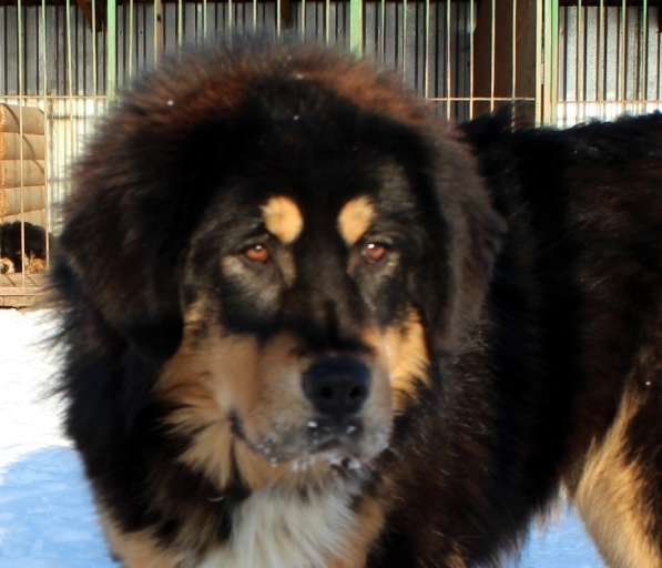 Тибетский мастиф - лучший страж на территории в Москве фото 124