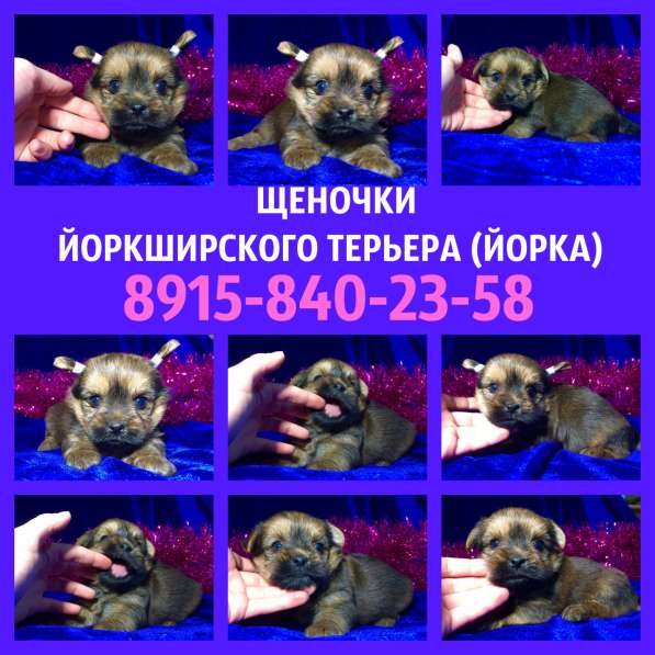 ЙОРКШИРСКОГО ТЕРЬЕРА (ЙОРКА) щеночков продам в Ярославле