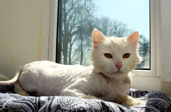 Кот в добрые руки. Пушистый Амур в Калуге фото 28