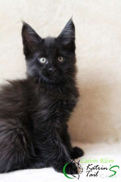 Мальчик Мейн-Кун Calvin Klein в Санкт-Петербурге фото 5