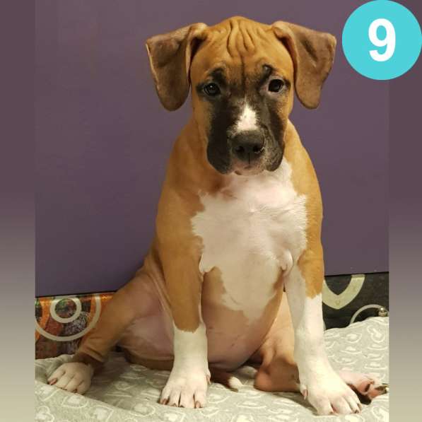 Щенки амстаффа в Москве фото 18