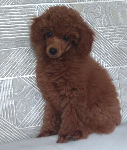 Toy puddle. Red brown boy