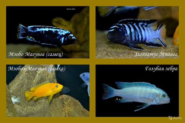 Яркие аквариумные рыбки - Малавийские цихлиды