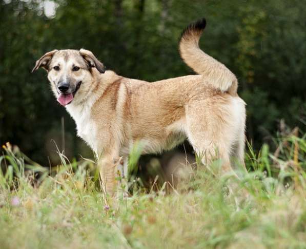 Филимон — дружелюбный пес в добрые руки! в Москве фото 6