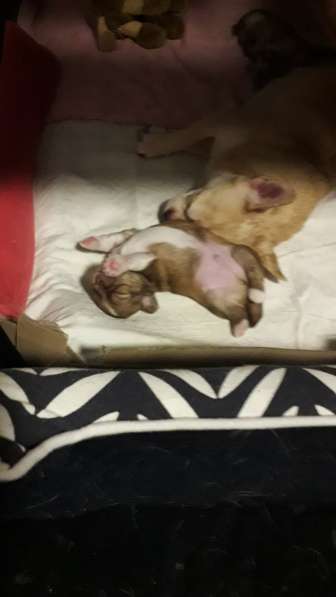 Chihuahua 1 девочка и 2 мальчика.❤❤❤ в фото 4