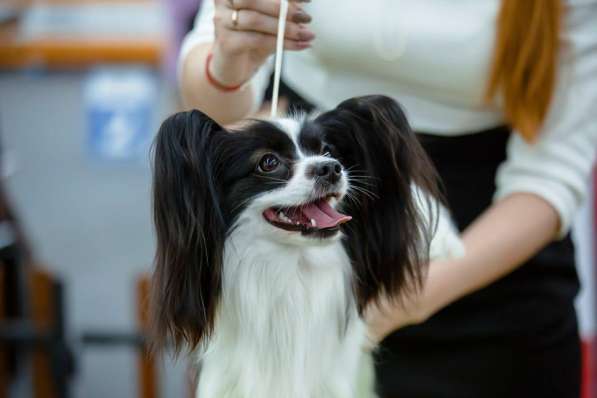 Продается щенок папийона в Краснотурьинске фото 31