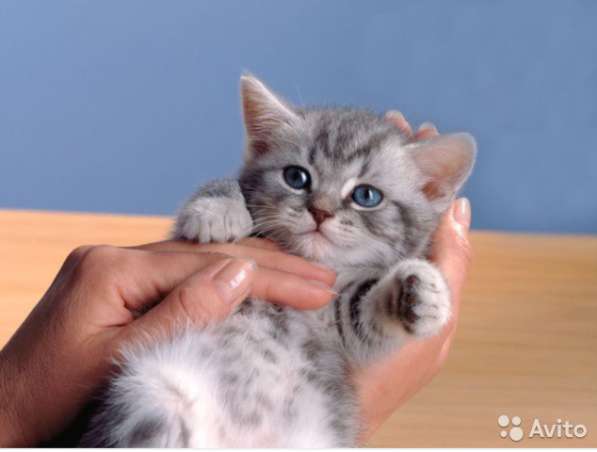 Котята вислоухие и прямоухие в Костроме фото 8