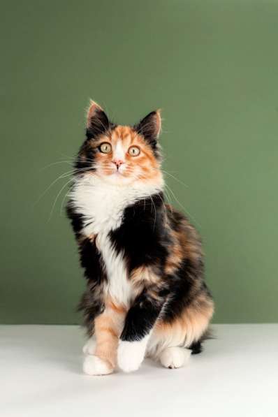 Пушистый котенок Ириска — метис мейн-куна и сибирской в дар