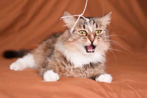 Пушистая молодая кошечка Джина в дар в Москве фото 3