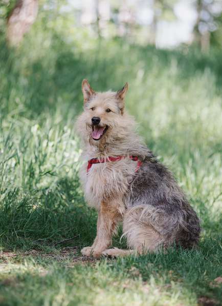 Трогательный Чарлик ищет дом в Москве фото 31