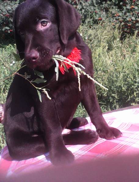 Продам щенков лабрадора тёмно-шоколадного окраса в Омске фото 6