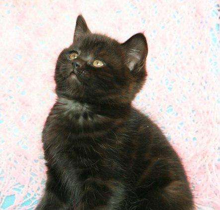 Породистый котенок в Санкт-Петербурге фото 3