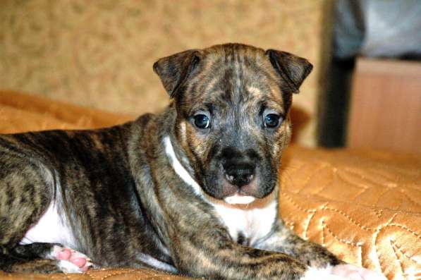 Щенки американского стаффордширского терьера в Санкт-Петербурге