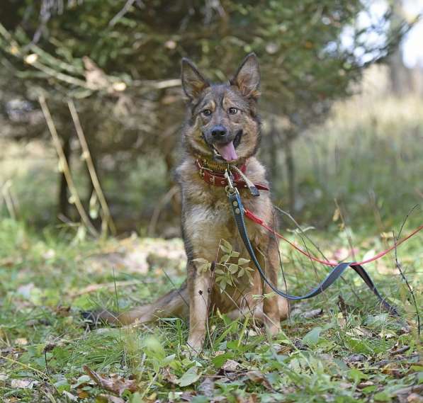 Молодая собачка Динга ищет семью в Москве фото 20