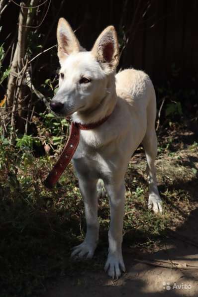 Собака в добрые руки в Саратове фото 15