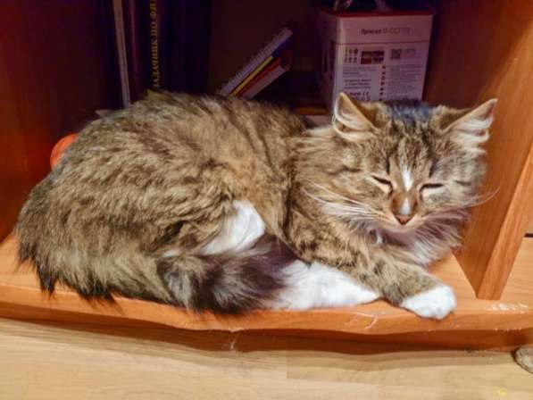 Пушистая молодая кошечка Джина в дар в Москве фото 14