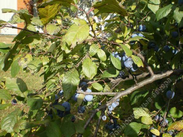 Продам коттедж в Москва.Жилая площадь 340 кв.м.Есть Канализация, Электричество. в Москве фото 28