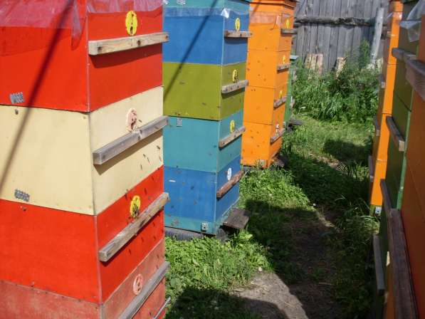 Мёд пчелиный Местный для жителей Кургана и пригорода 1,3кг в Кургане фото 4