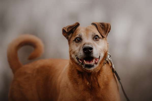 Брюс ищет семью в Москве фото 8