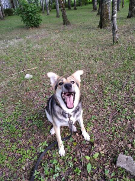 Тася в добрые руки в Ногинске фото 13