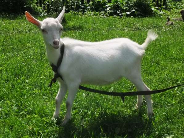 Чистопородные зааненские козлики в Голицыне фото 15