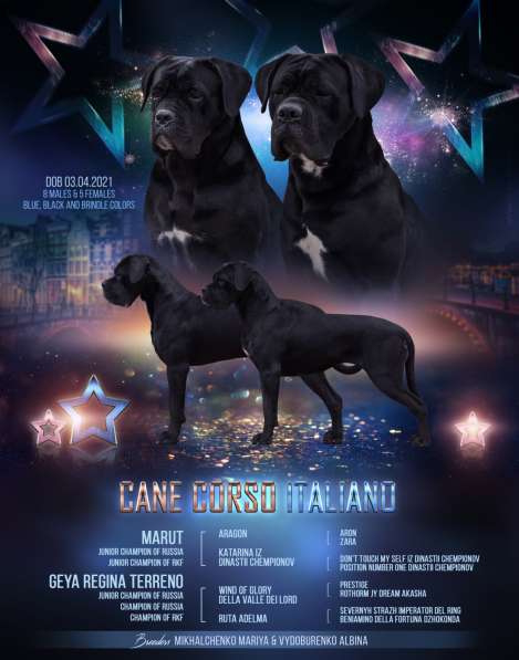 Puppies cane corso