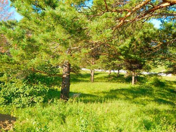 Ровненький земельный участок в Сказке в Красноярске фото 5