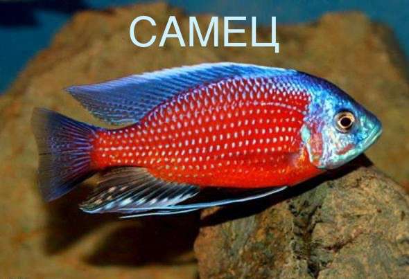 Цихлиды Каданго в Новороссийске