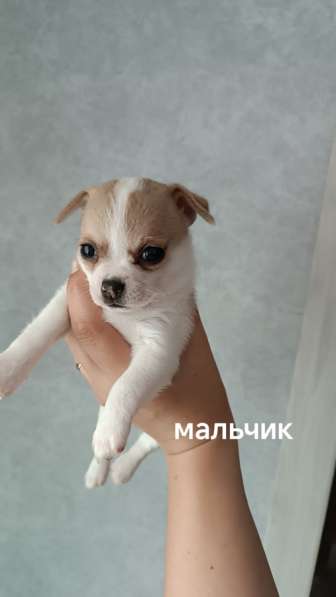 Щенки чихуахуа в Пензе фото 3