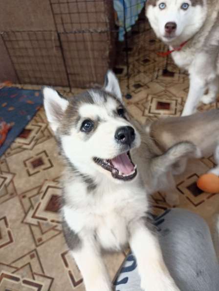 Щенки хаски в фото 3