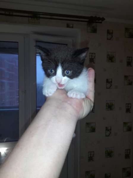 Котята в добрые руки, бесплатно в Подольске фото 5